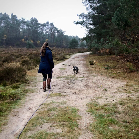 Speuren met je hond in het bos in Nunspeet