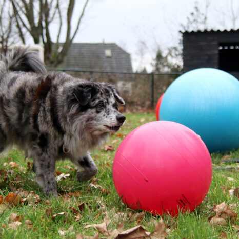 Hondensport treibball met hond in Nunspeet